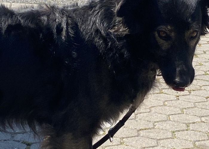 Mischling-Hund, Kolja, Tierheim Burgdorf