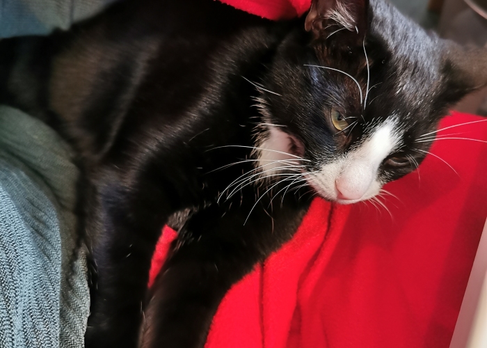 Katze, EKH, Lilly, Tierheim Burgdorf