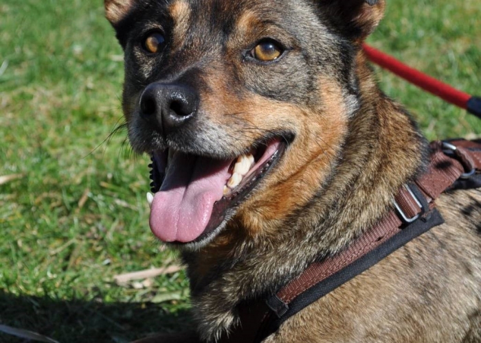 Hund, Rumänischer Edelmix, Raoul, Tierheim Burgdorf