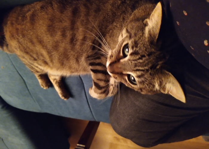 Katze, EKH, Mimi, Tierheim Burgdorf