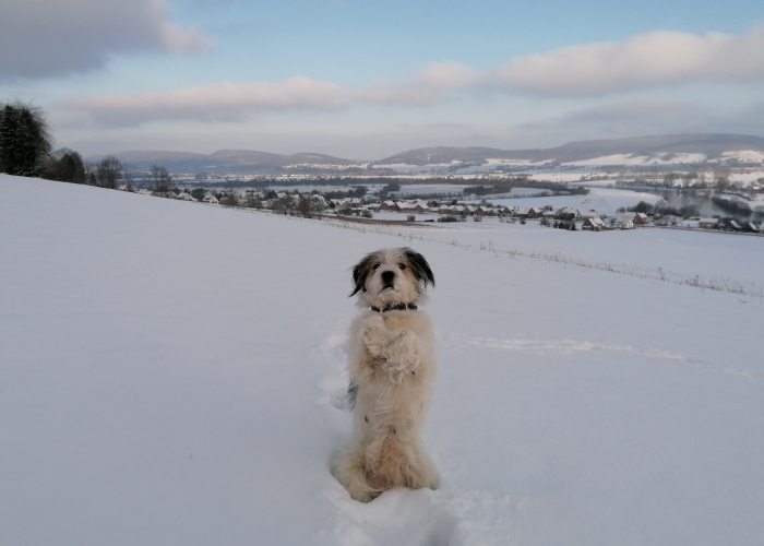 Hund, Rauhhaardackel Schäferhund mix, Frida, Tierheim Burgdorf