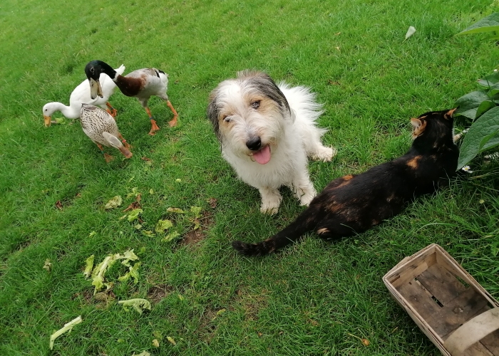 Rauhhaardackel Schäferhund mix-Hund, Frida, Tierheim Burgdorf