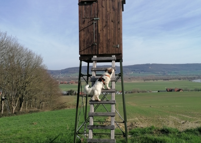 Rauhhaardackel Schäferhund mix-Hund, Frida, Tierheim Burgdorf