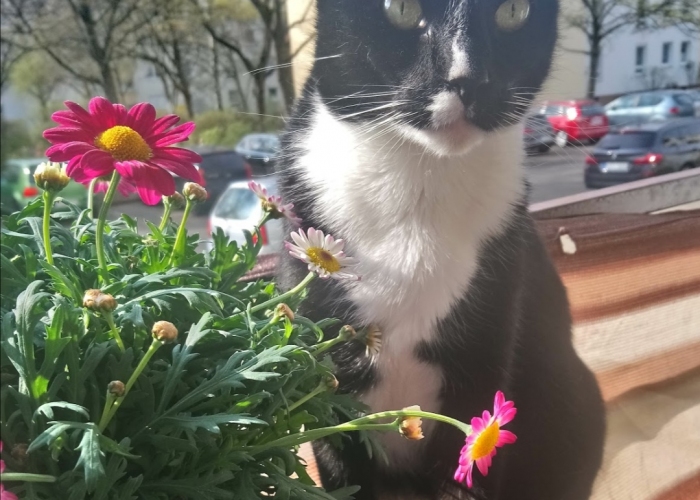 Katze, Kater, Neo, Tierheim Burgdorf