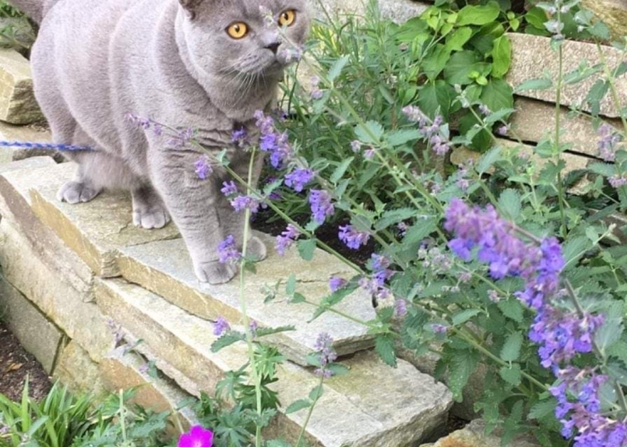 Katze, BKH/ Brittisch Kurzhaar, Leo, Tierheim Burgdorf