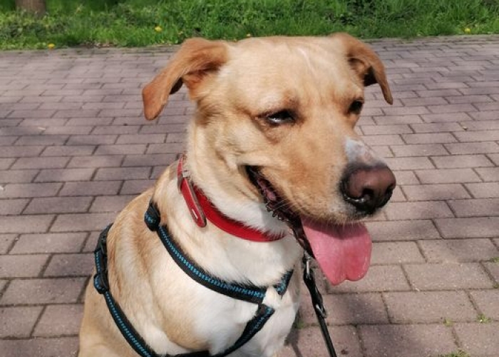 Hund, Labrador Mix, Charly, Tierheim Burgdorf