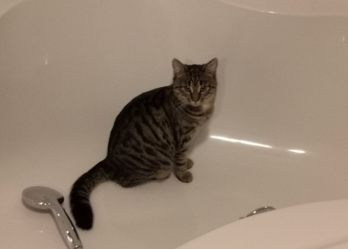 EKH-Katze, Mia, Tierheim Burgdorf