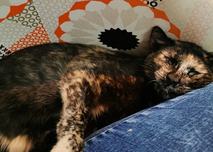 EKH-Katze,  Lyusja, Tierheim Burgdorf