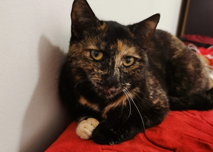 Katze, EKH,  Lyusja, Tierheim Burgdorf