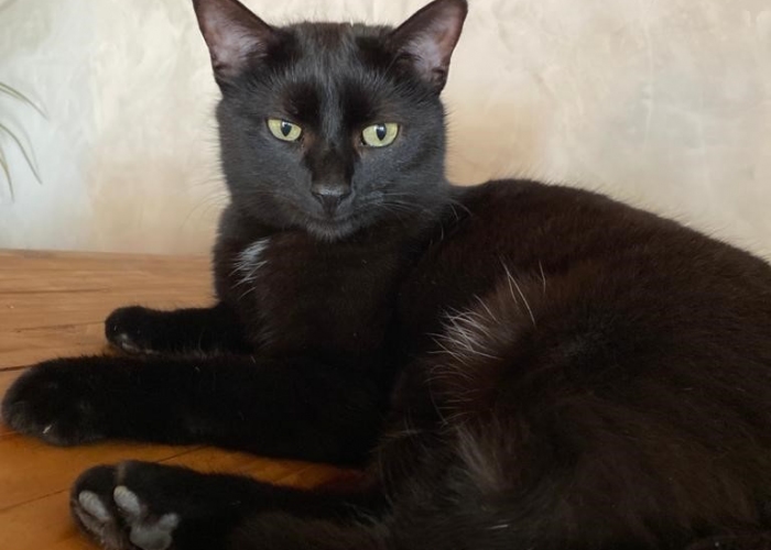 Katze, EKH, Molly, Tierheim Burgdorf