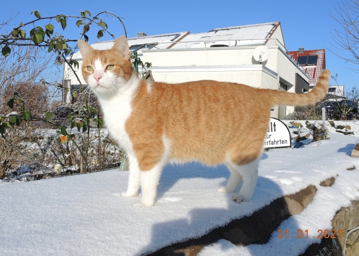 Katze, EKH, Sunny, Tierheim Burgdorf