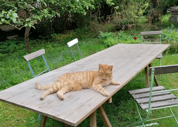 Katze, Katze, Milo, Tierheim Burgdorf