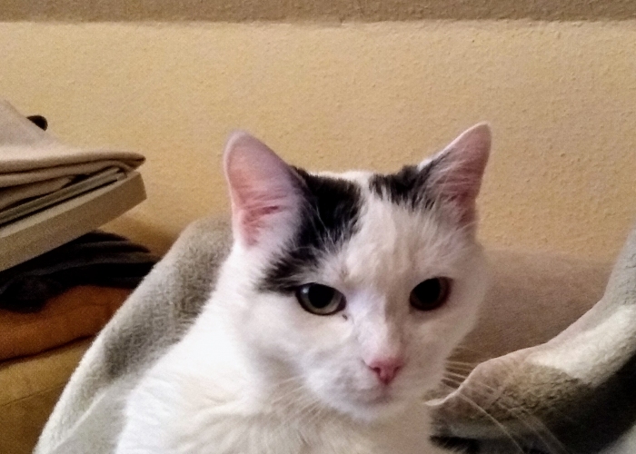 Katze, EKH, Nele, Tierheim Burgdorf