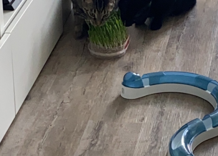 Katze, EKH, Oskar Kaspar, Tierheim Burgdorf