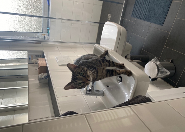 EKH-Katze, Oskar Kaspar, Tierheim Burgdorf