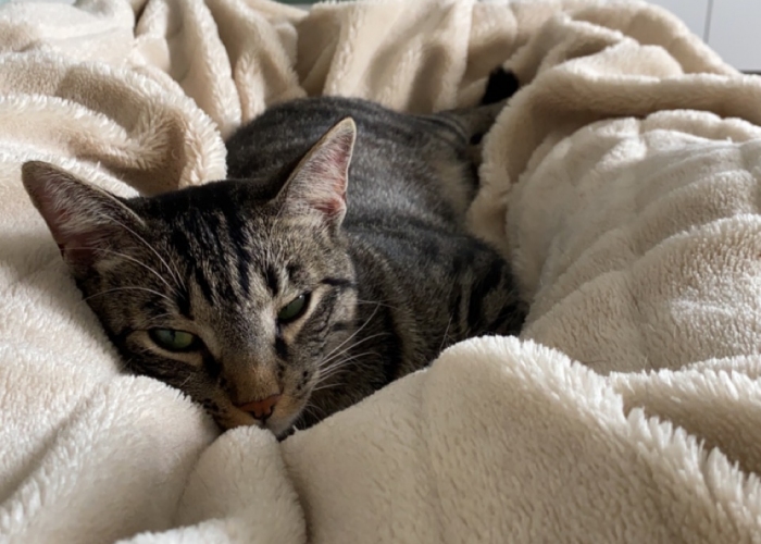 EKH-Katze, Oskar Kaspar, Tierheim Burgdorf