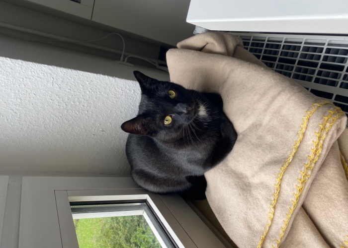 EKH-Katze, Oskar Kaspar, Tierheim Burgdorf