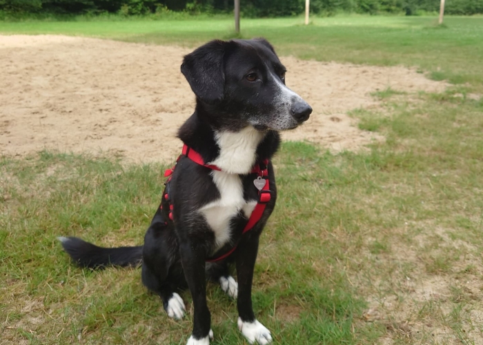 reinrassiger Mischling-Hund, Tijana, Tierheim Burgdorf