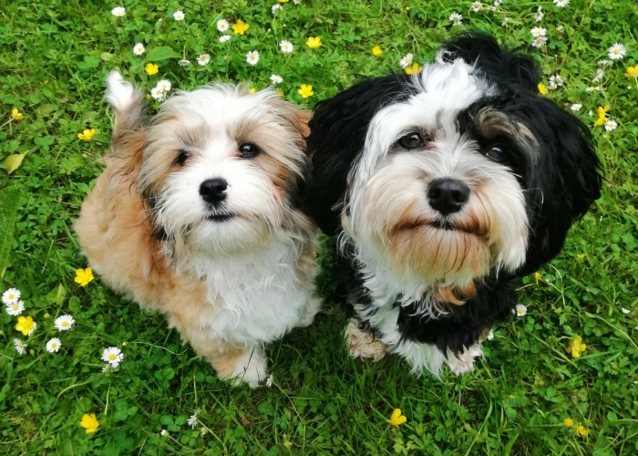 Shih-Tzu-Hund, Balou (Scout) , Tierheim Burgdorf