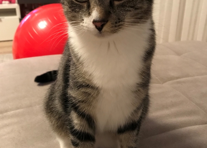 Katze, EKH, Leo , Tierheim Burgdorf