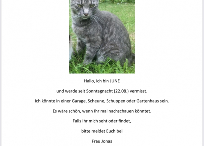 Katze, Tigerkatze, June, Tierheim Burgdorf