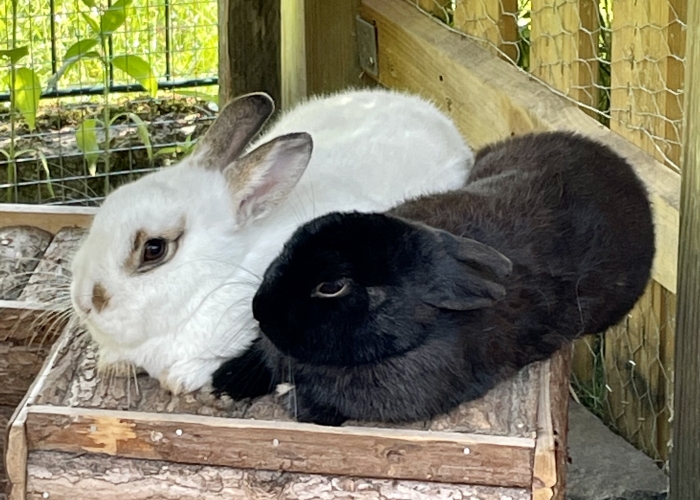 Kleintier, Zwergkanninchen, Darth Vader, Tierheim Burgdorf