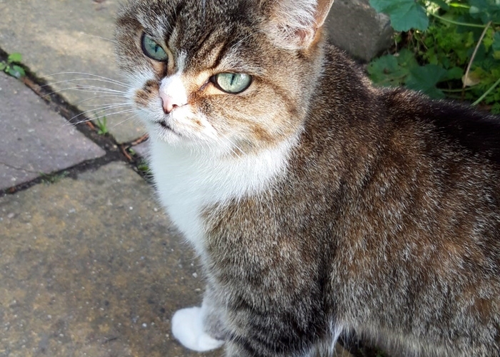 Katze, British Kurzhaar Mix, Pueppi, Tierheim Burgdorf