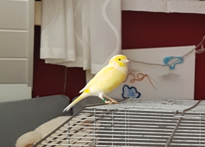 Vogel, Kanarienvogel, Cora, Tierheim Burgdorf