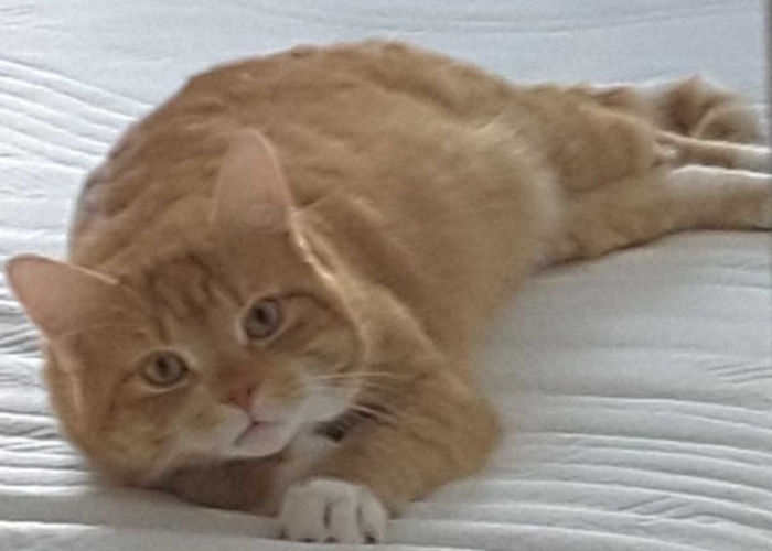EKH-Katze, Nelson, Tierheim Burgdorf