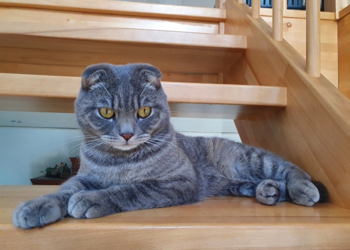 Katze, Scottish Fold/ Britisch Kurzhaar , Paul, Tierheim Burgdorf
