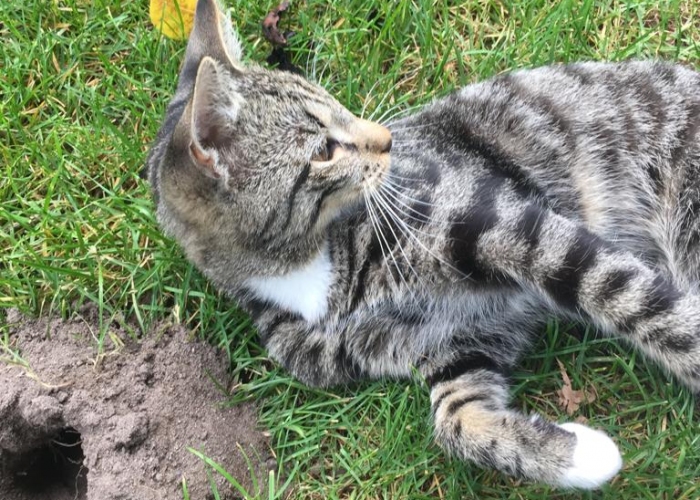 Katze, EKH, Aniken, Tierheim Burgdorf