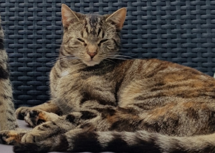 Katze, EKH, Sunny, Tierheim Burgdorf