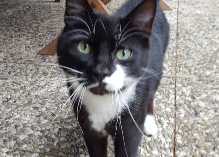 Katze, EKH, Specki, Tierheim Burgdorf