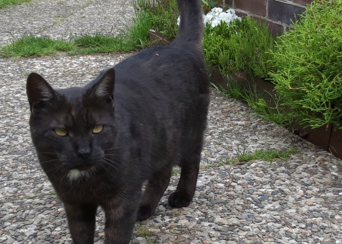 Katze, EKH, Tiger, Tierheim Burgdorf
