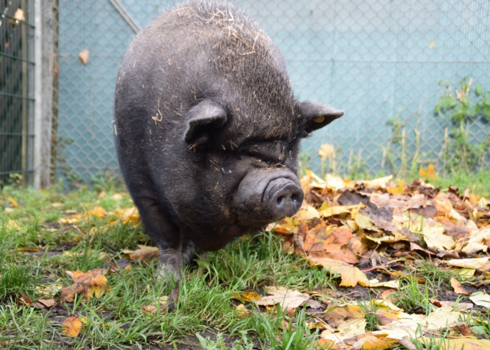 Hängebauchschwein-Sonstiges, Elisabeth, Tierheim Burgdorf