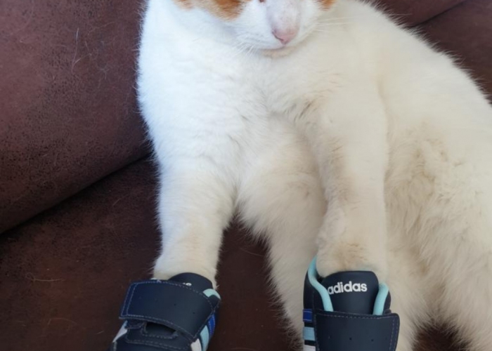 Katze, EKH, Keks, Tierheim Burgdorf