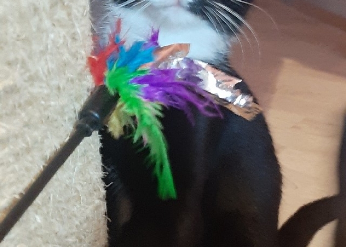 Katze, EKH, Lexie, Tierheim Burgdorf