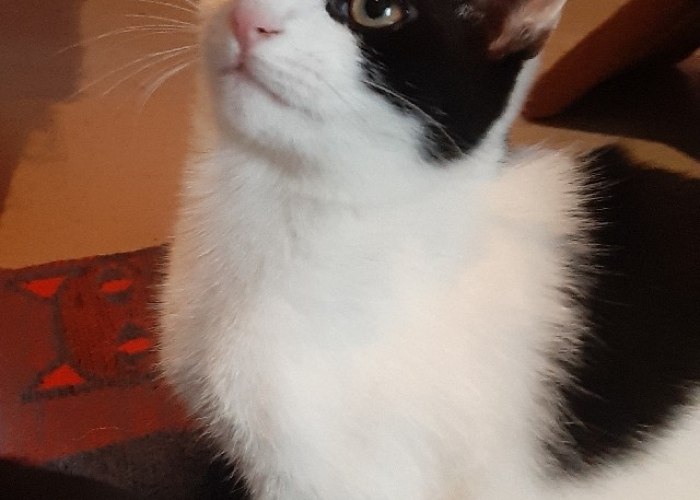 Katze, EKH, Gismo, Tierheim Burgdorf
