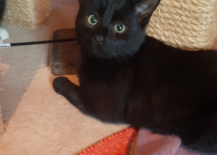 Katze, EKH, Lio, Tierheim Burgdorf
