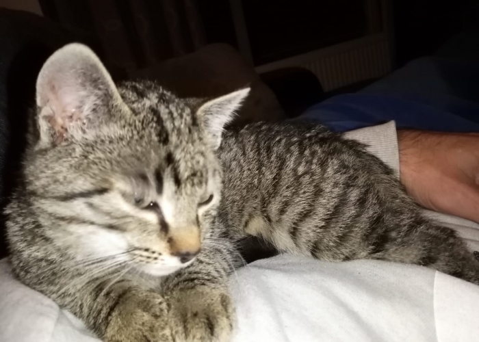 Katze, EKH, Katze, Tierheim Burgdorf