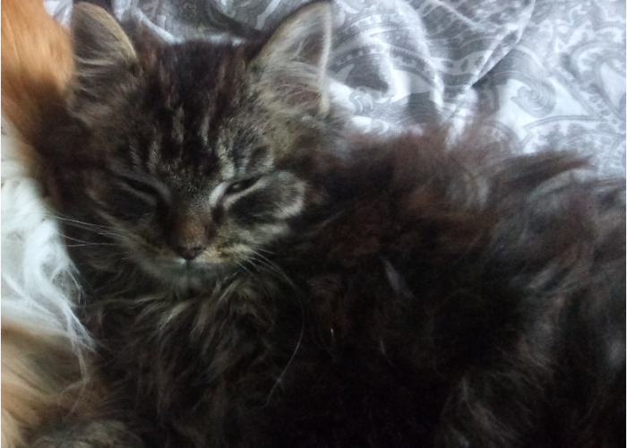 Katze, EKH Mix Langhaar, Morgana, Tierheim Burgdorf