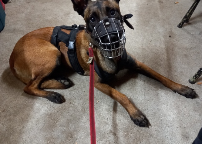 Hund, Malinois, Lotte, Tierheim Burgdorf