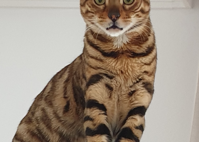 Katze, Bengal, Tyga, Tierheim Burgdorf