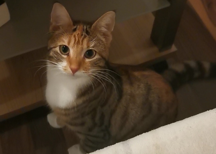 Hauskatze-Katze, Fee, Tierheim Burgdorf
