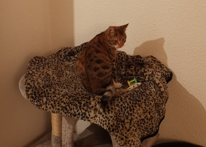 Hauskatze-Katze, Fee, Tierheim Burgdorf