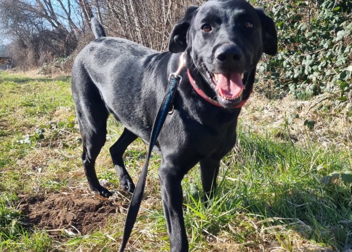 Labrador-Hund, Nala, Tierheim Burgdorf