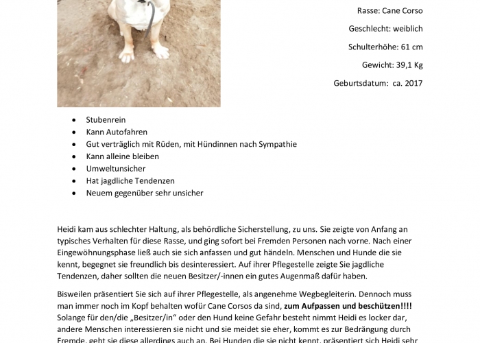 Hund, CaneCorso, Heidi, Tierheim Burgdorf
