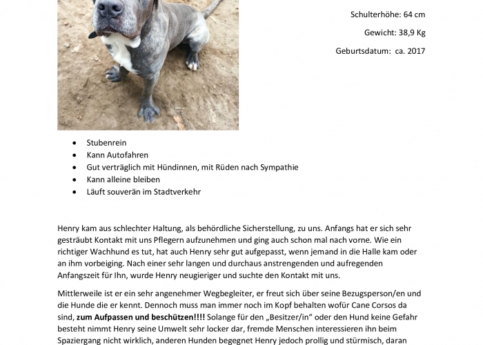 CaneCorso-Hund, Henry, Tierheim Burgdorf