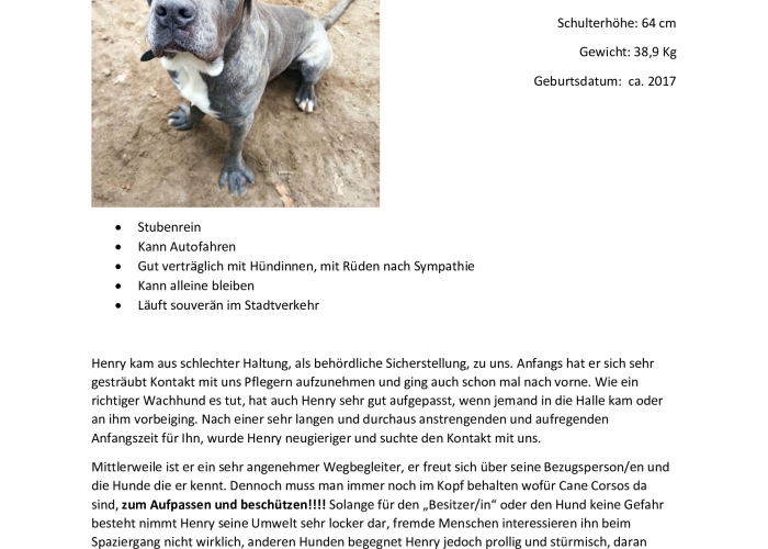 Hund, CaneCorso, Henry, Tierheim Burgdorf