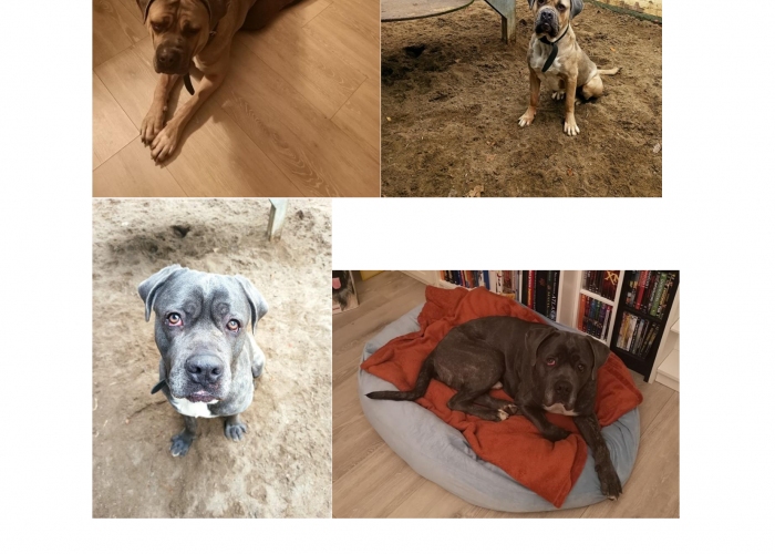 CaneCorso-Hund, Henry, Tierheim Burgdorf